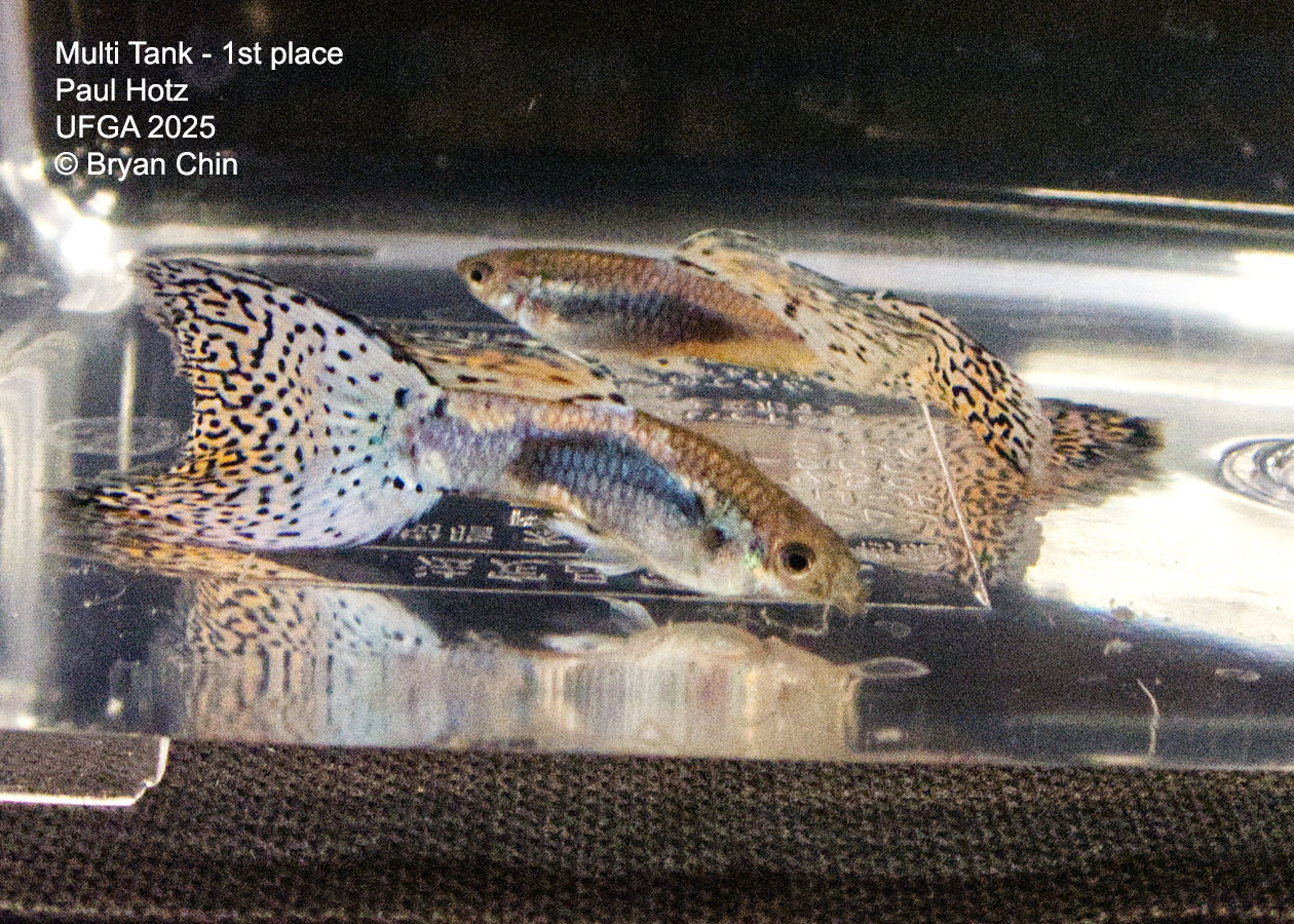 Guppy Muliti color
